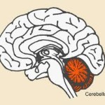 cerebellum